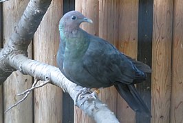 Columba janthina