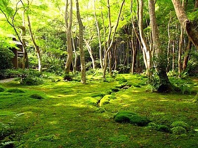 Jardin de mousses du Saihō-ji, XVIe siècle