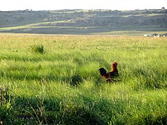 Pondoland, South Africa, Chickens.jpg