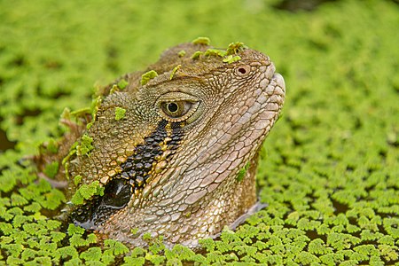 Intellagama lesueurii (Astralian Water Dragon)