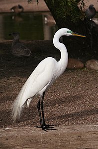 Büyük ak balıkçıl (Ardea alba) (Üreten: Calibas)