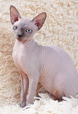 Sphynx kat