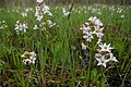 Vachta trojlistá (Menyanthes trifoliata)