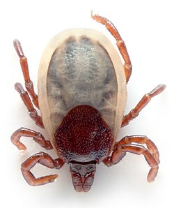 Suņu ērce (Ixodes hexagonus)