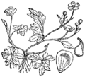 Ranunculus repens Cerinthe alpina plate 32 in: Martin Cilenšek: Naše škodljive rastline Celovec (1892)