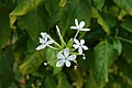 * Nomination Ceylon leadwort (Plumbago zeylanica). Prenn 07:44, 2 March 2013 (UTC) * Promotion Good quality. --NorbertNagel 10:46, 2 March 2013 (UTC)