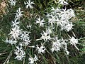 Clavellina de la sorra (Dianthus arenarius)