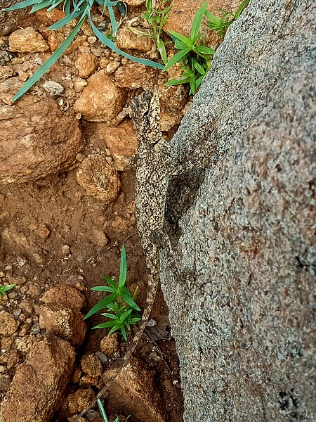 File:Agama female.jpg