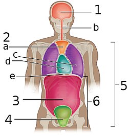 Die abdomen is no. 3 op dié skets. Die bors is no. 2 en die bekken no. 4.