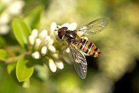 Parvikirvari (Episyrphus balteatus)