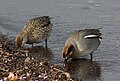 Pair; Neuenburger See, Switzerland