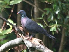 Columba bollii