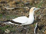 Australasian gannet