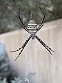 כסופי דק-פסים (Argiope trifasciata)