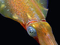 Caribbean reef squid