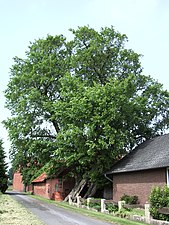 Iep ten oosten van Bierde die 600 jaar oud is; de boom is officieel een natuurreservaat