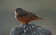 Emberiza caesia.jpg