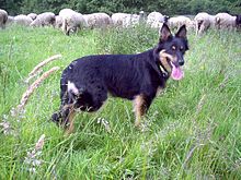 1998 Altdeutscher Hütehund (Schlag Gelbbacke)