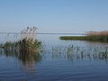 Peipsi järv Mustvee ja Lohusuu vahel