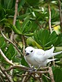 Midway Atoll, Hawaii