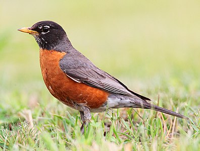 Amerikan nar bülbülü (Turdus migratorius) (Üreten: Mdf)