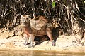 Un Capybara