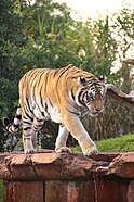 Tiger (Panthera tigris)