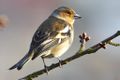 Male chaffinch (Fringilla coelebs)