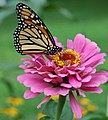 العربية: فراشة ملكيّة English: Danaus plexippus (Monarch butterfly)