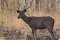 Sambar deer