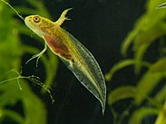 A newt larva with gills and forelimbs, but no hindlimbs developed