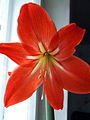 Amaryllis