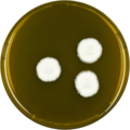 Aspergillus candidus growing on MEAOX plate