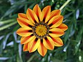 15 septembre 2006 Gazania épanouie