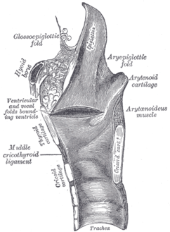 قطاع في المستوي السهمي (Sagittal section) في الحنجرة والجزء العلوي من القصبة الهوائية. (العضلة الطرجهالية في وسط اليمين.)