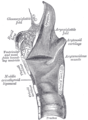 Coupe sagittale du larynx.