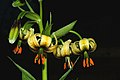 Lilium ciliatum