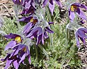 Pasqueflower