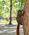 * Nomination Sciurus granatensis Humboldt 1811 --The Photographer 03:49, 1 March 2013 (UTC) * Decline Bad crop, sorry --Poco a poco 21:36, 1 March 2013 (UTC)