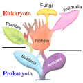 Image 42Phylogenetic and symbiogenetic tree of living organisms, showing a view of the origins of eukaryotes and prokaryotes (from Marine prokaryotes)