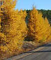 Larix laricina in autumn (Vermont)