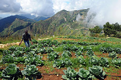 Agriculture in Kenscoff