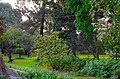 Une allée dans l'arboretum