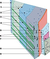 Tangentiale doorsnede van een 4-jarige stam:0 = merg; 1 = grens jaarring; 2 = harskanalen; 3 = primaire houtstralen; 4 = secundaire houtstralen; 5 = cambium; 6 = houtstralen in de bast; 7 = kurkcambium; 8 = bast; 9 = schors.