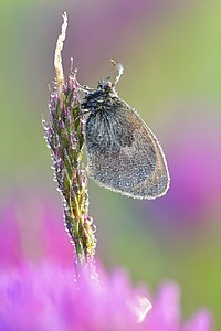 Coenonympha pamphilus (Small Heath)