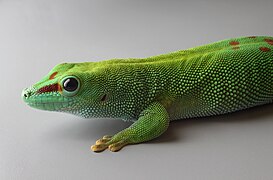 Phelsuma grandis, Stuttgart Zoological Garden