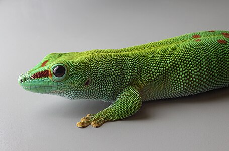 Phelsuma grandis (Madagascar Giant Day Gecko)