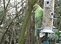 Feral bird in Kensington Gardens, London, England