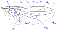 Жилкование крыла Scenopinus
