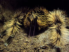 Spintepels van circa 5 mm lang met spinrag. Brachypelma albopilosum